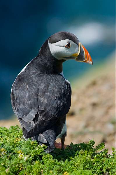 Skomer Puffin.jpg